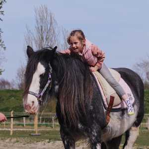 Begeleiding met paarden, opwarmen, uitrekken, reflexen